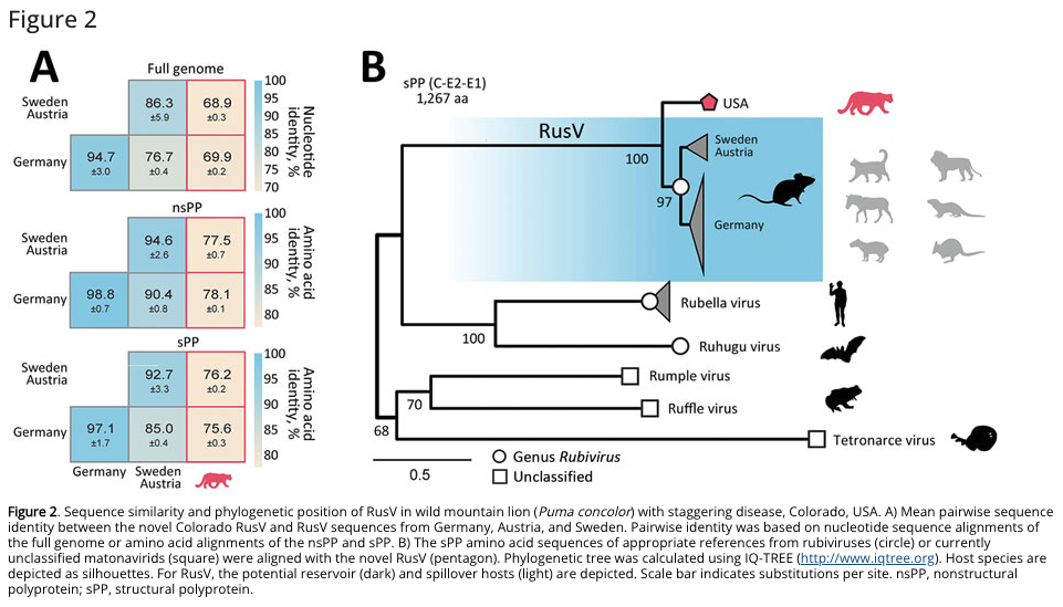 Mountain lion RusV staggering disease