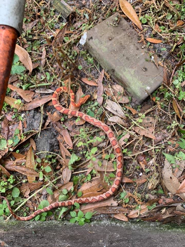 snake outside.jpg
