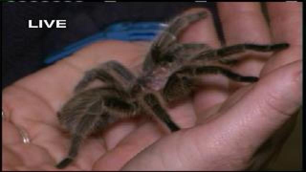 Big Budah learns about tarantulas