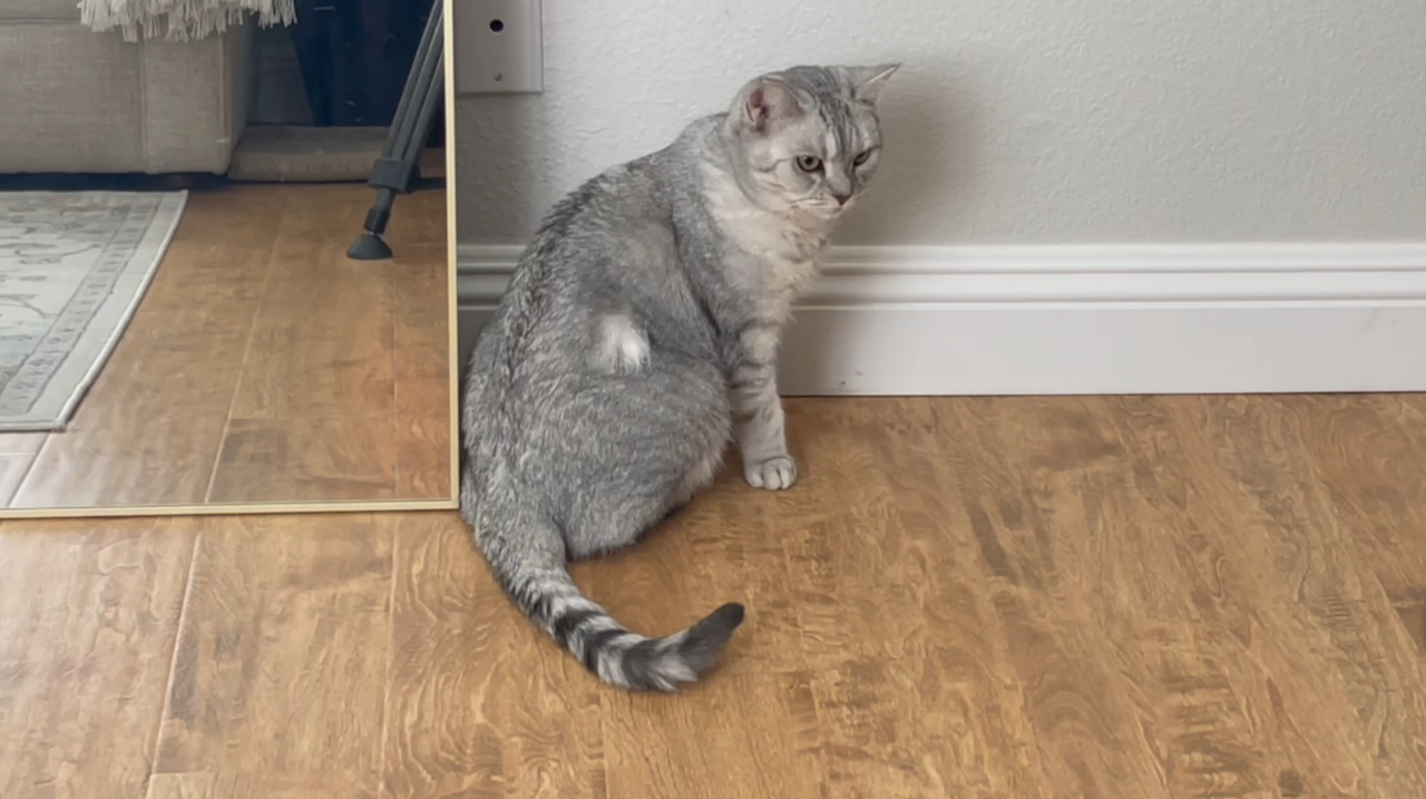 Petland will pay Las Vegas woman who bought sick cat from store