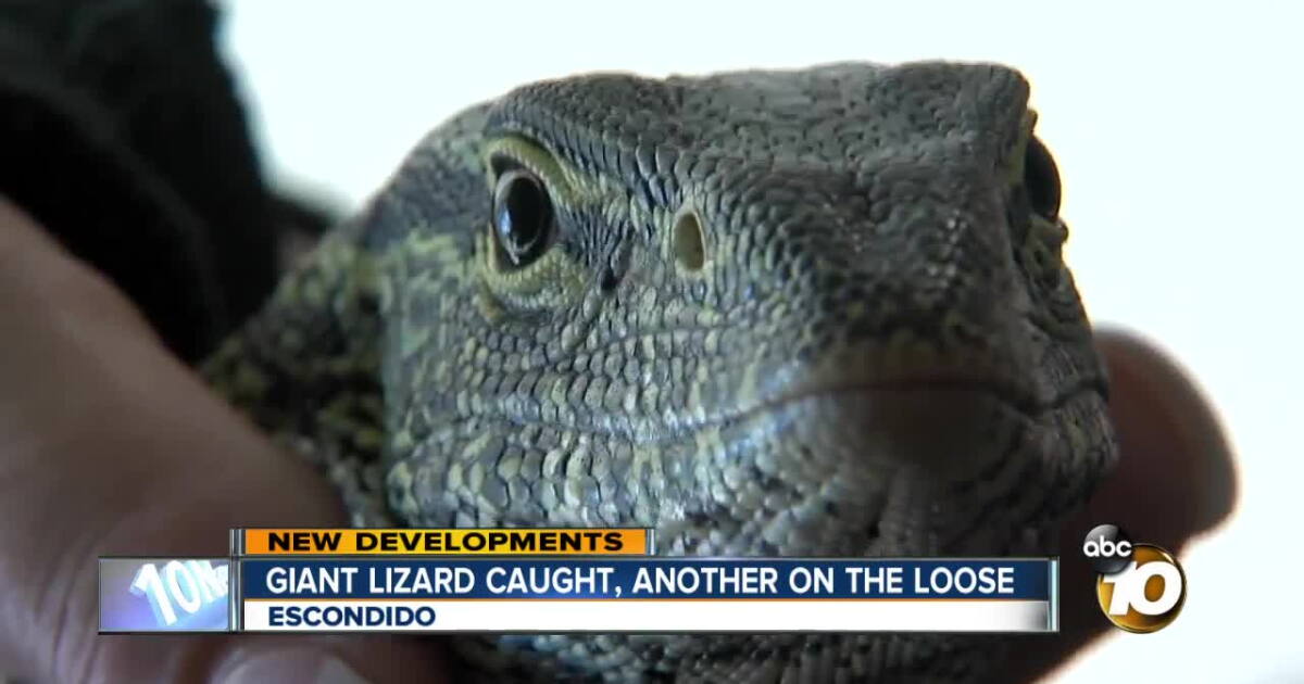 Lizard Interrogates Escondido monitor lizard captured, but there is another