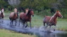 DISCOVER - Assateague Island