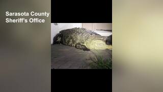 VIDEO: 14-foot alligator removed from Sarasota County neighborhood