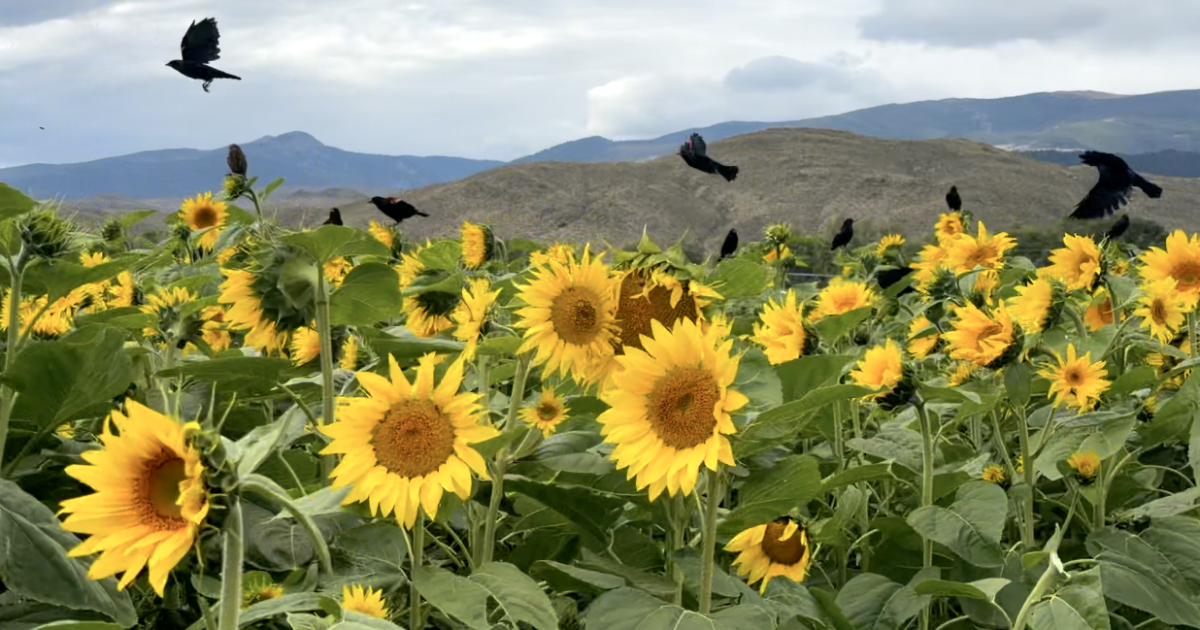 U-pick sunflower event in Melrose offers agritourism experience on Montana ranch