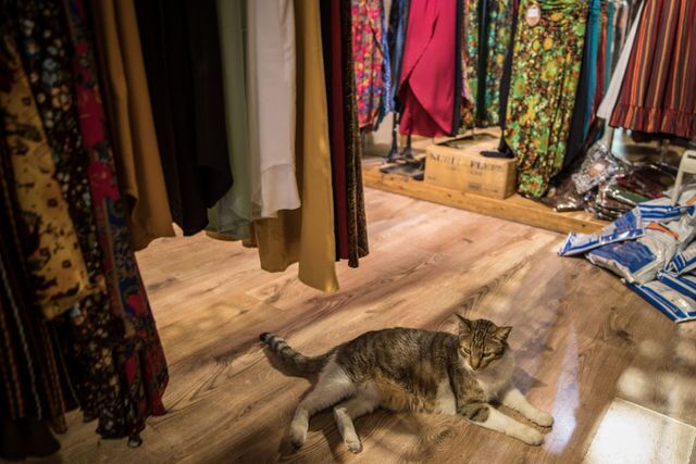 Photos: This place is known as 'The City of Cats'