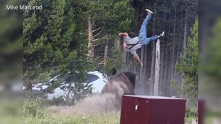 Bison Toss