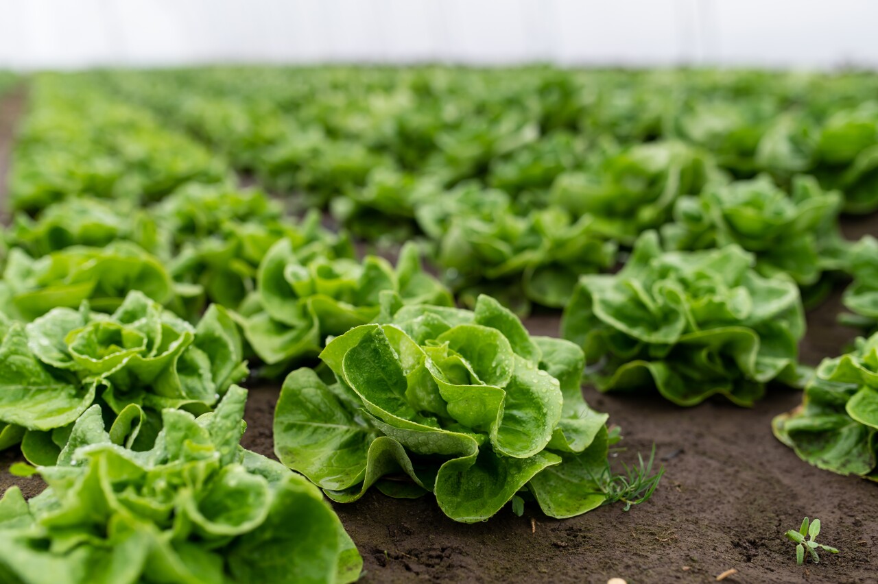 Fresh,Organic,Lettuce,In,A,Rural,Greenhouse.,Rows,Of,Lettuce