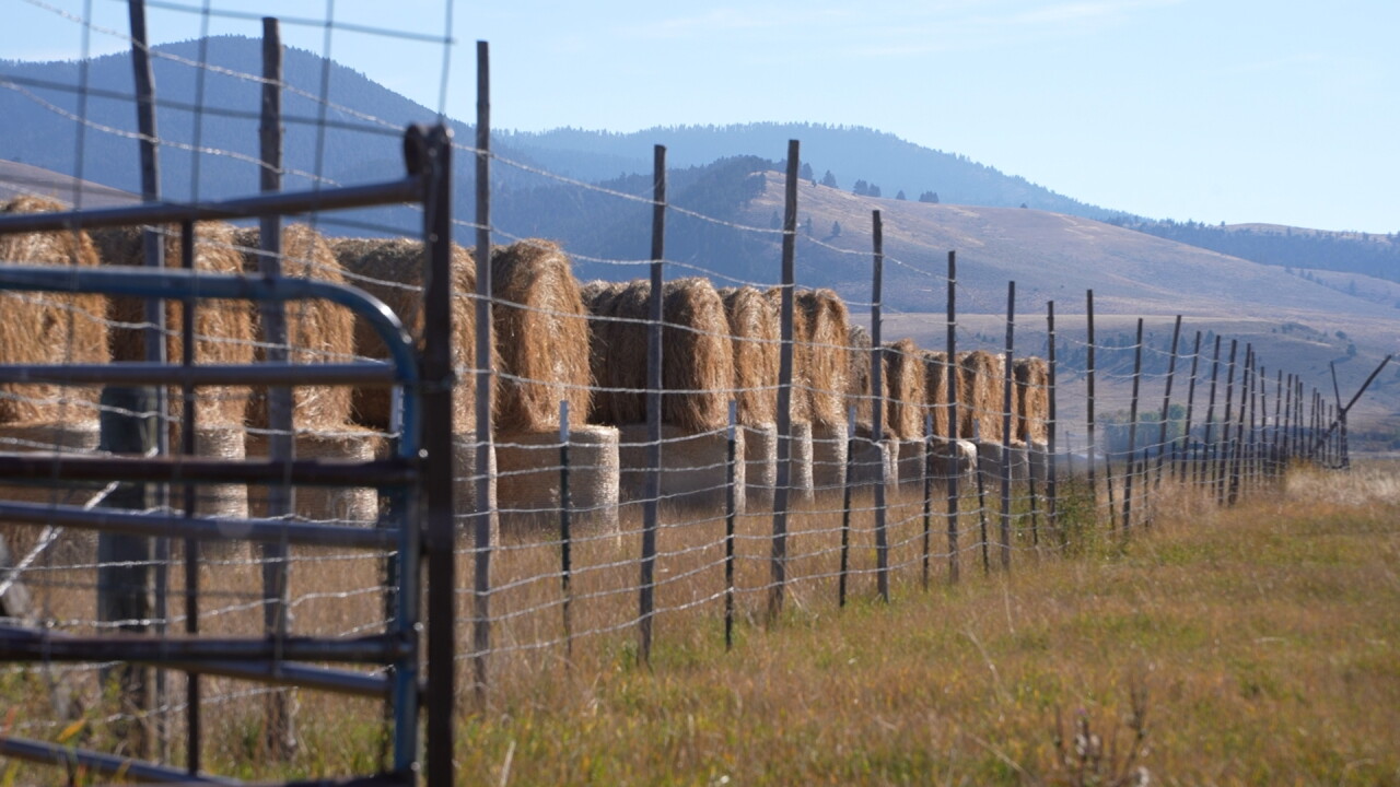 Hay