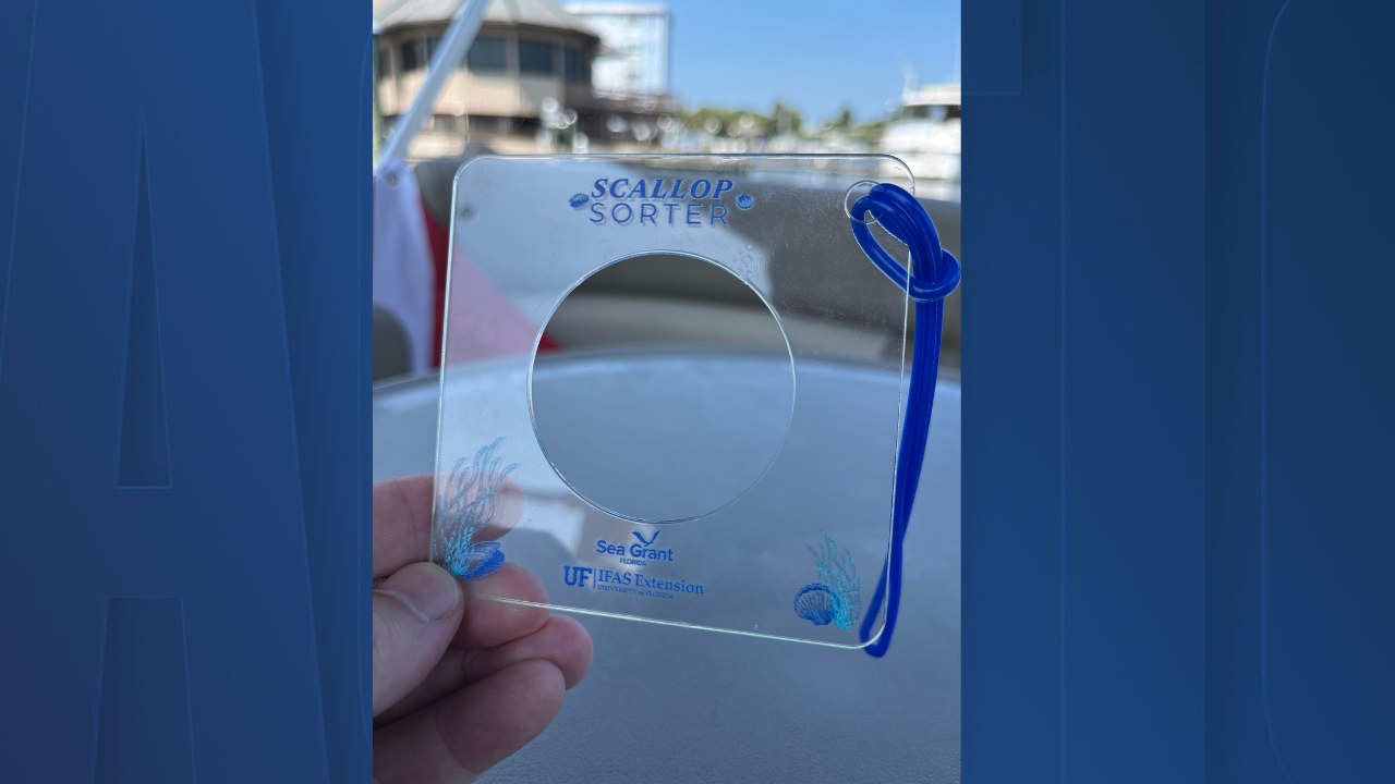 Scallop sorter could help keep population thriving as new season begins