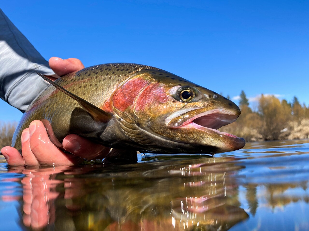 rainbow trout idaho fish and game
