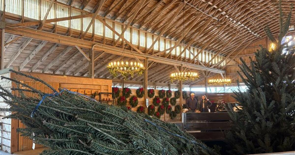 Lexington horse farm transforms into Christmas tree shop for the holidays