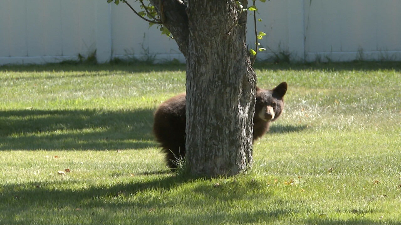 BEAR IN YARD2.jpeg