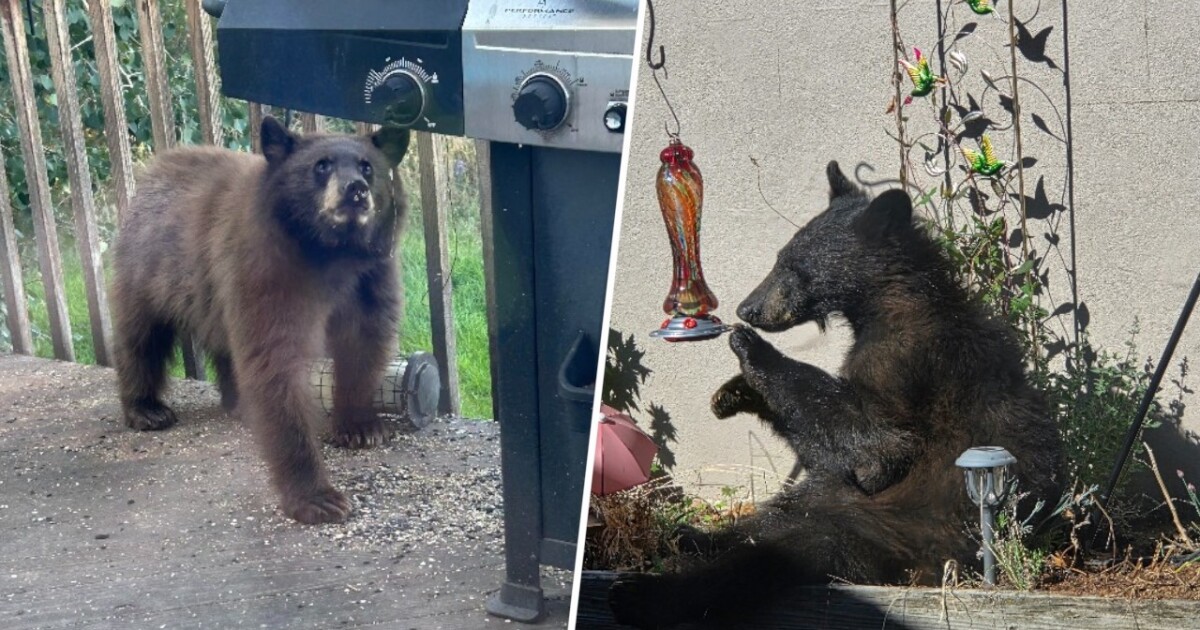 Wildlife officials warn of more bear sightings as drought pushes animals into Colorado communities