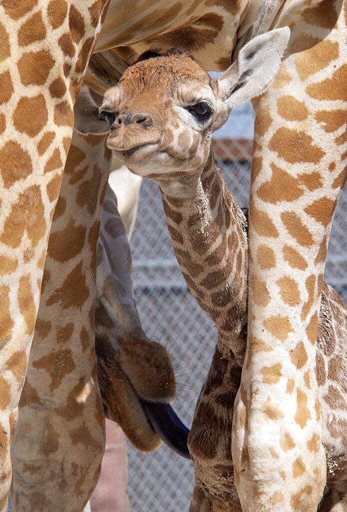 Baby Giraffes-Zoo Miami