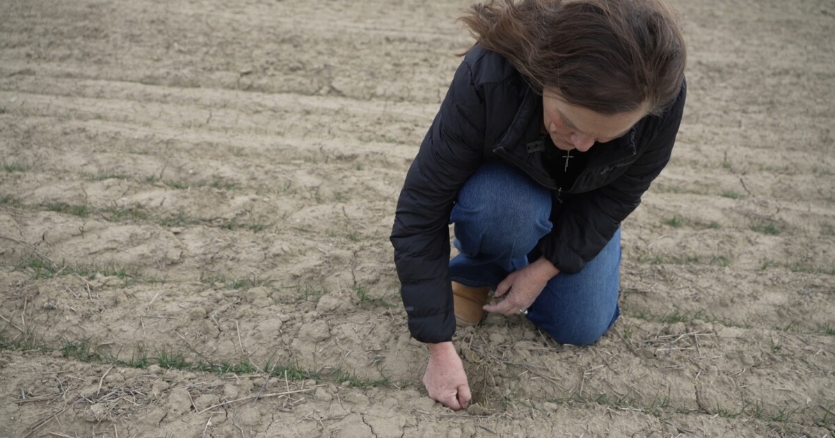 Montana Ag Network: warm winter raises worries for winter wheat