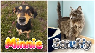 Adoptable Pets Of The Week: Minnie and Scruffy