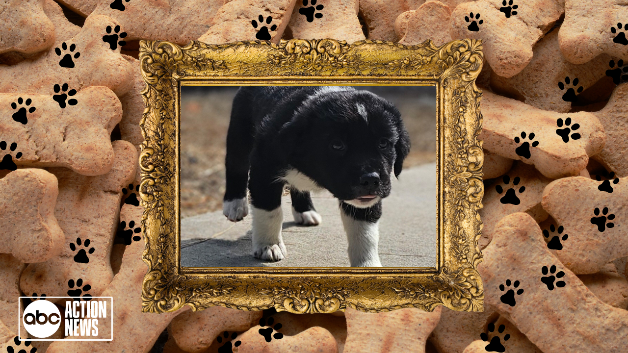 Rescues in Action: Raskin