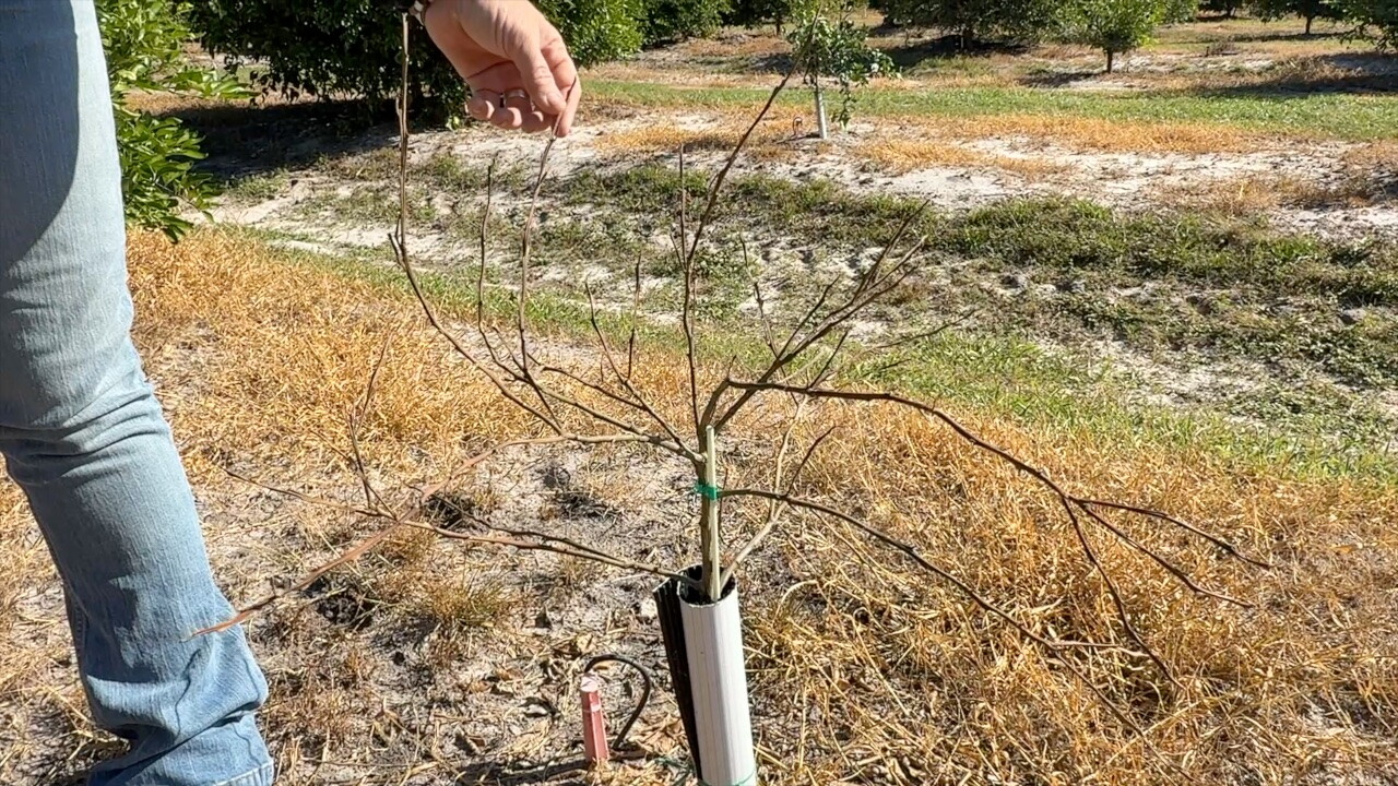 Citrus tree growth