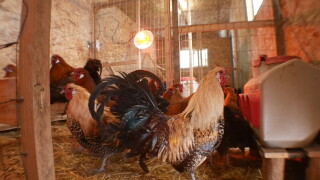 Bird Flu File Photo