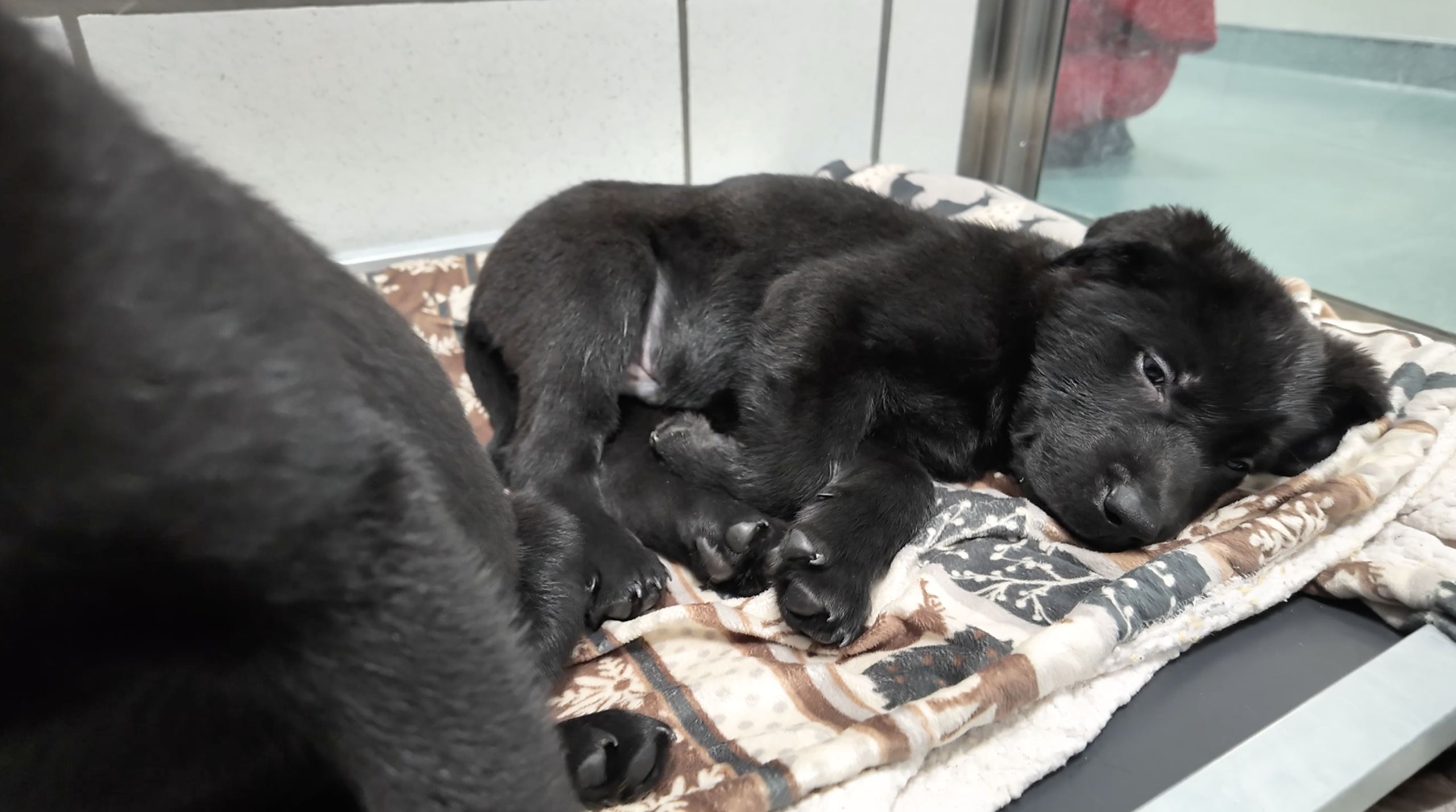 Http Rescued 32 dogs rescued from 'deplorable' conditions in Hamburg looking for ...