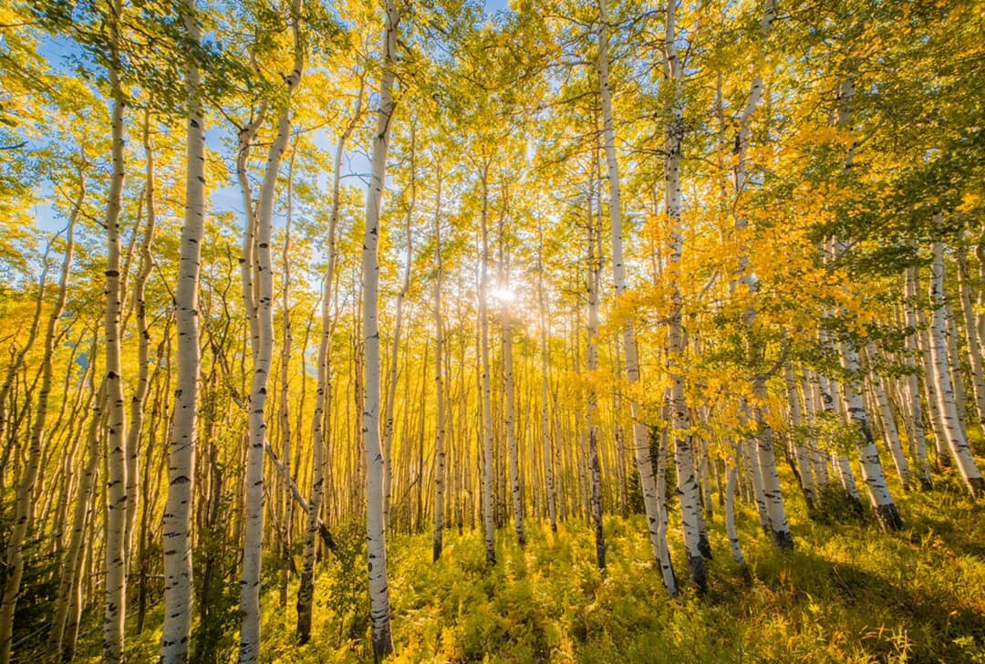 Ridgway aspens changing_Malachi Lewis