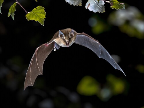 Bat Illness