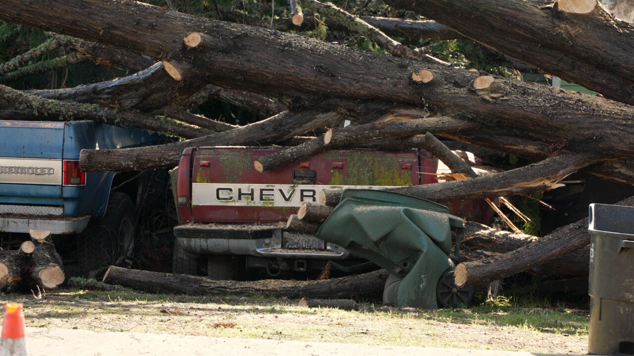 AG TREE FALL VO.00_00_05_22.Still001.jpg