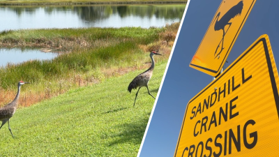 sandhill cranes.png