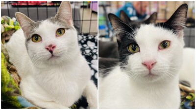 Pets Of The Week: Kara and Logan