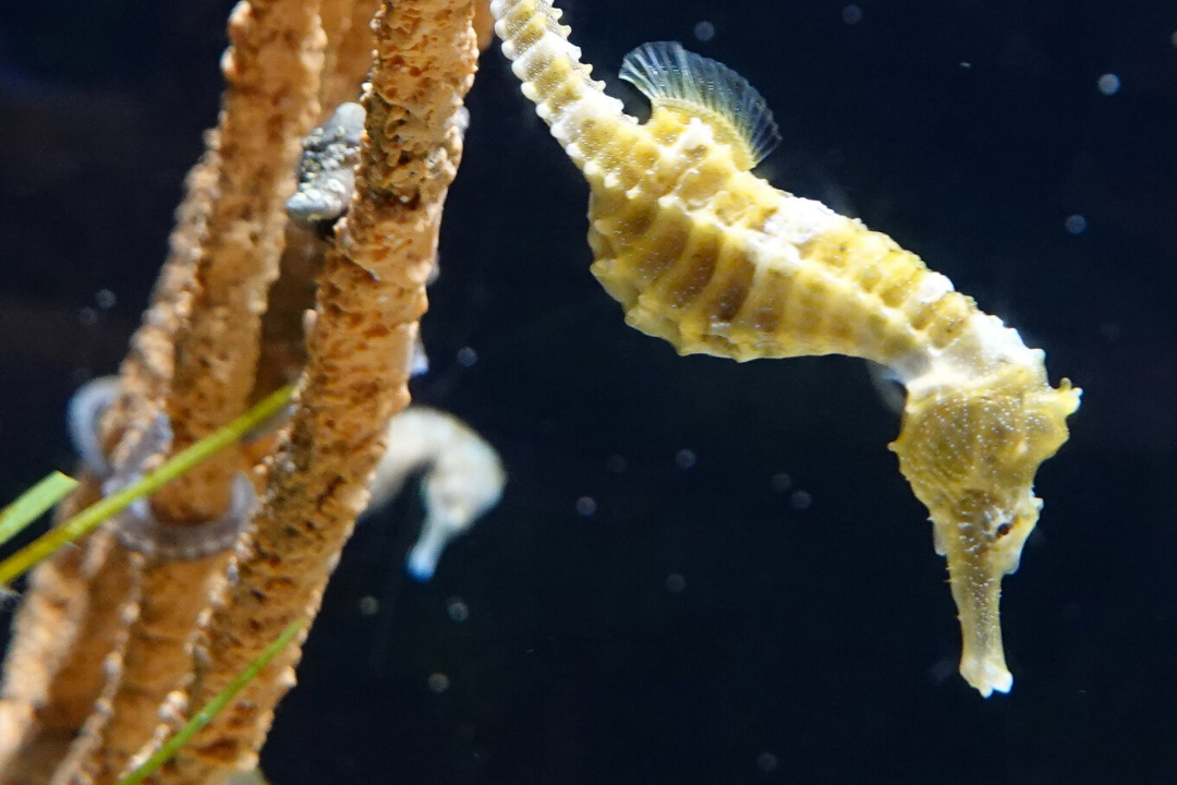 from Texas State Aquarium Facebook page