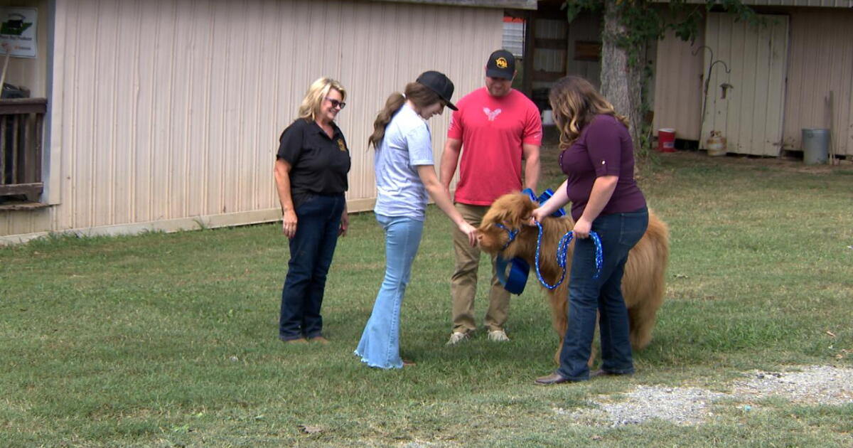 15-year-old gets her Make-A-Wish as she's gifted miniature cow - Vimarsana News