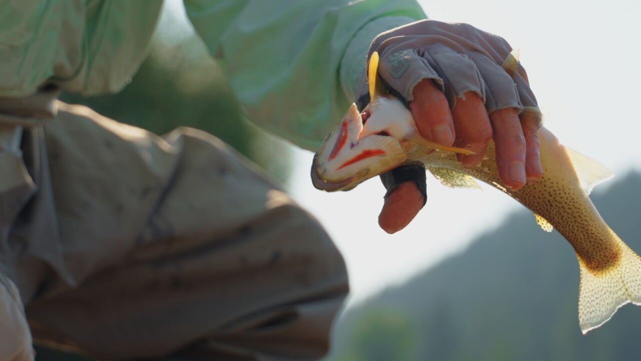 Cutthroat Trout