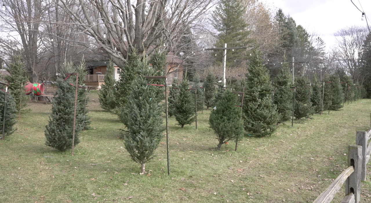 Christmas trees at Peacock Road Family Farm