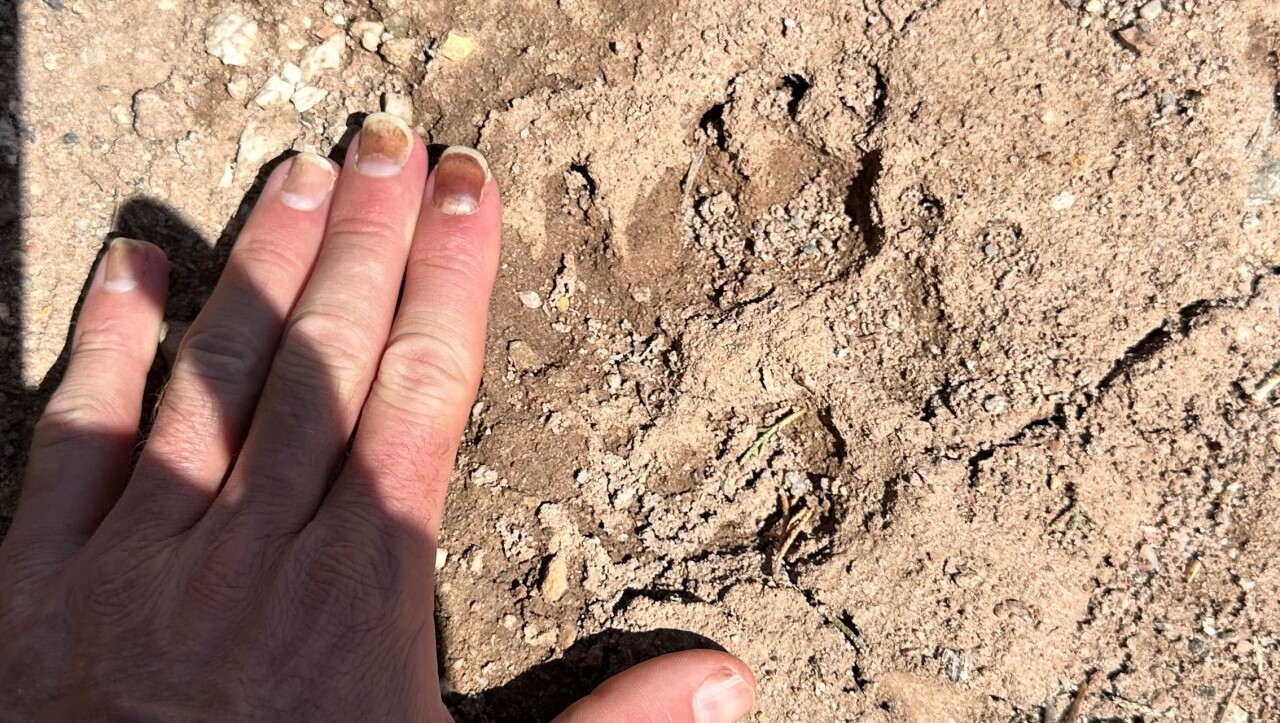 GoFundMe for Ullr paw print