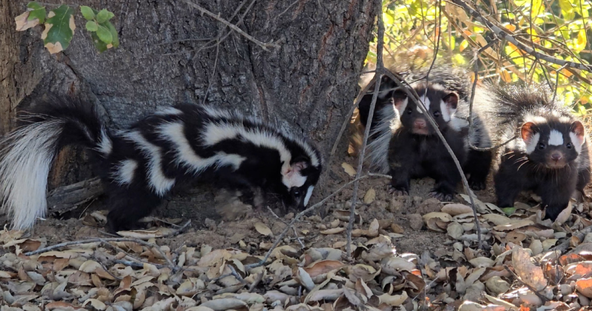 Rare Spotted Skunks Released After Care at Ramona Wildlife Center