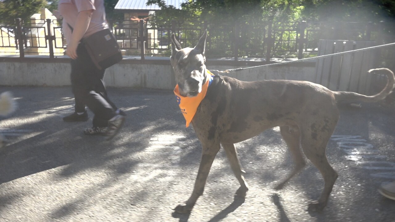 There was such a wide variety of dog breeds at See Spot Walk