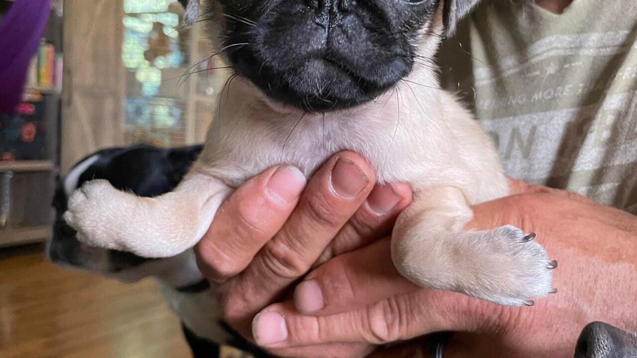 Mila, a pug puppy with bilateral luxated elbows