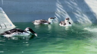 common murre.jpg