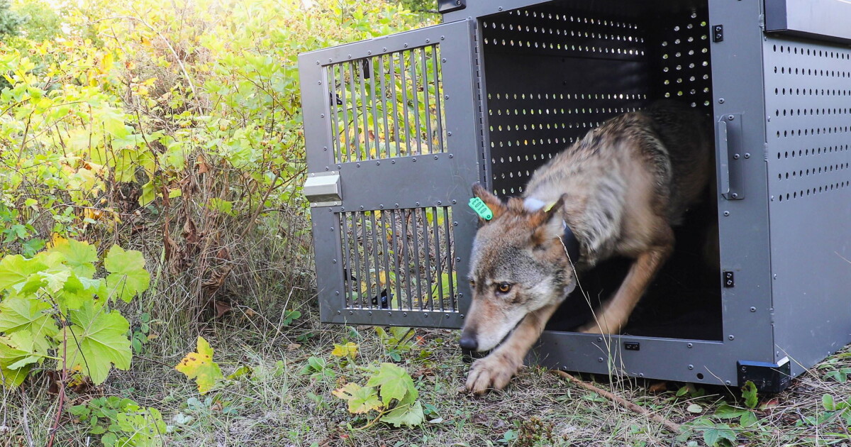 Isle Royale wolf numbers are stable but moose population declining - Vimarsana News