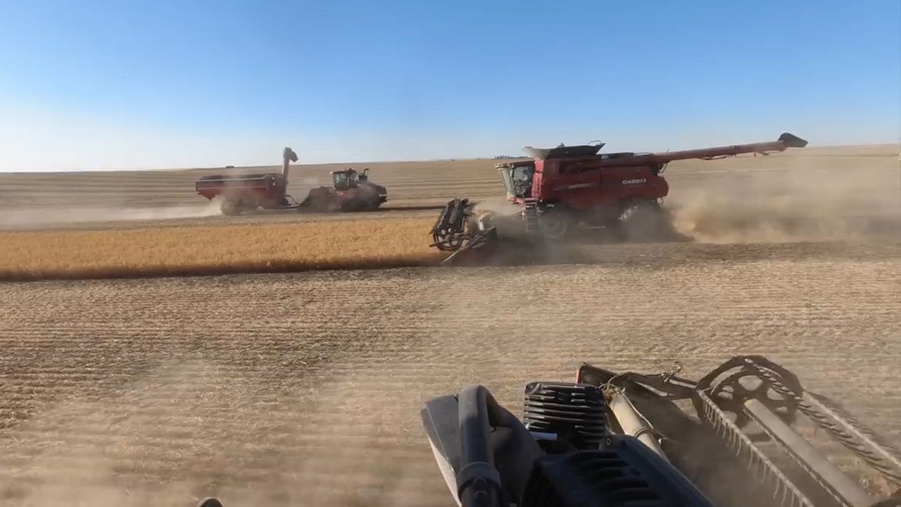 Pea Harvest in Glasgow, Montana