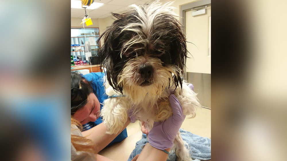 SHIH-TZU-MAIN-001.png