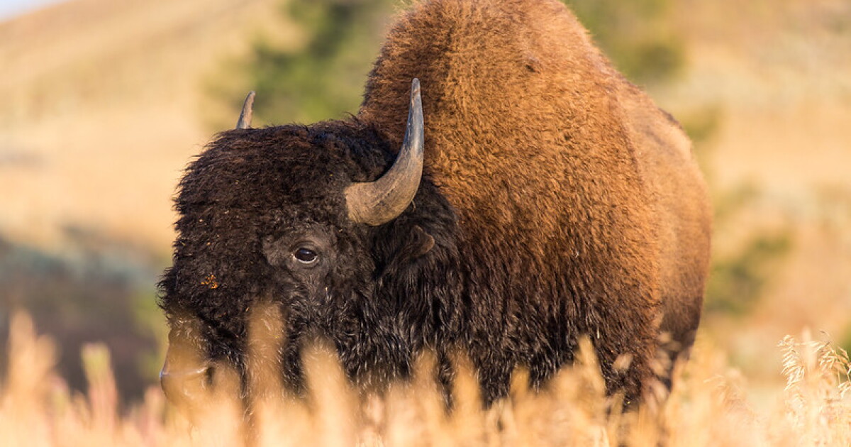 Man injured by bison in Yellowstone while allegedly under the influence - Vimarsana News
