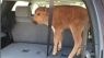 Why couldn't Yellowstone bison calf be saved?