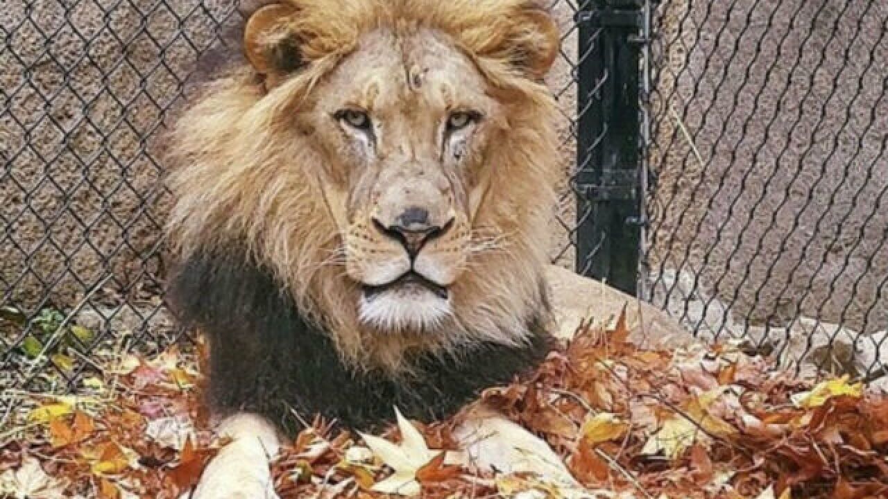 Warm Weather Loving Animals At Cincinnati Zoo Stay Plenty Busy During The Winter Months