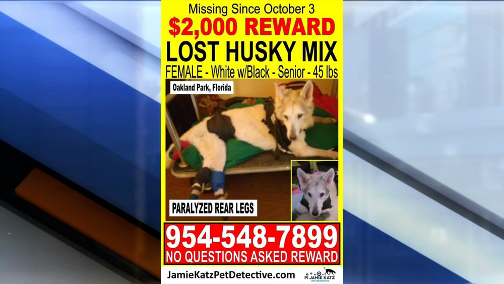 reward-lost-dog.png