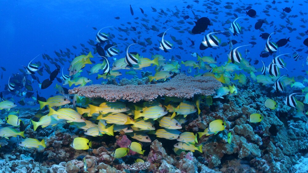 Seen are the reefs around French Frigate Shoals used to be full of life.