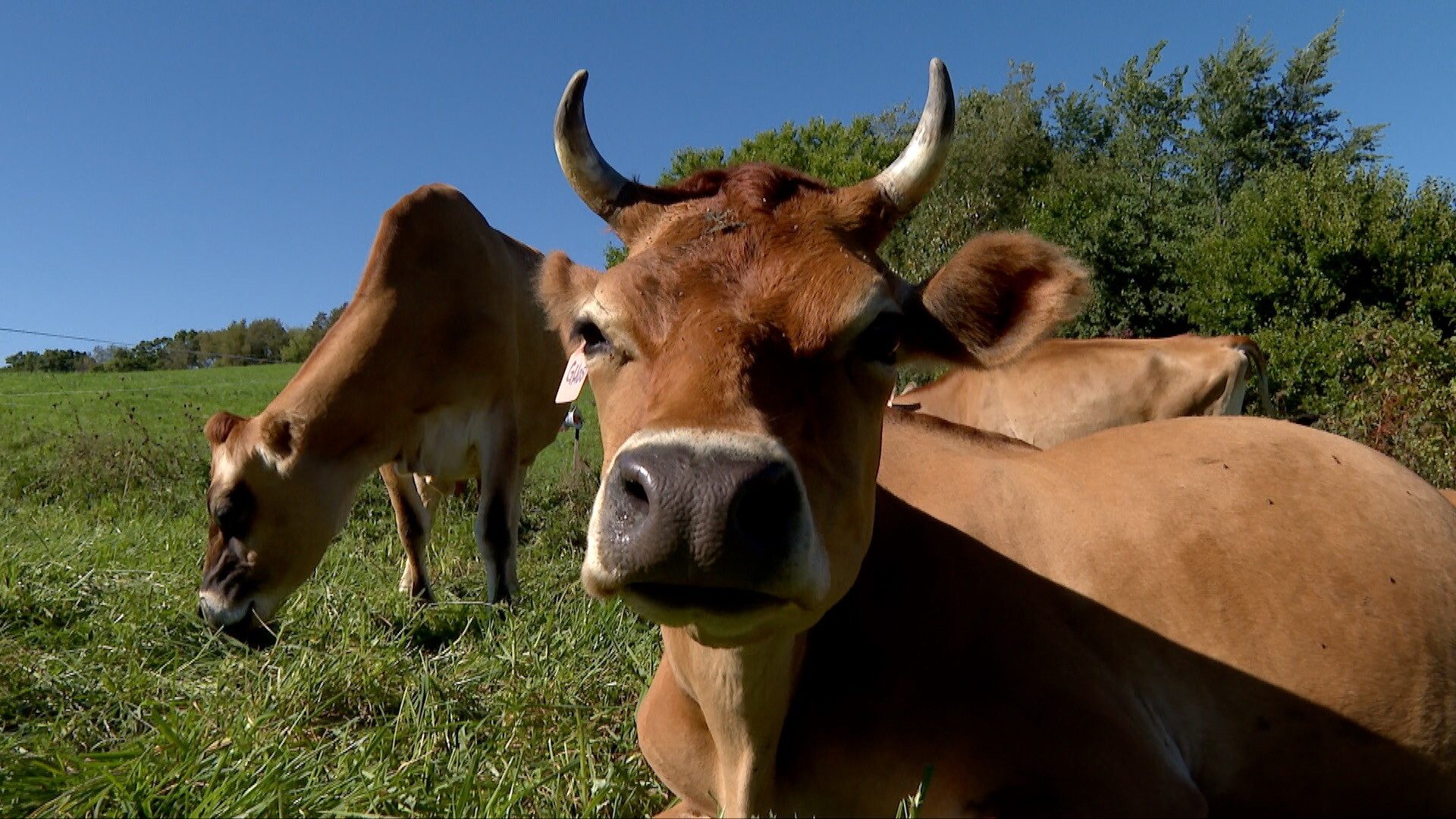 grassway cows.jpg