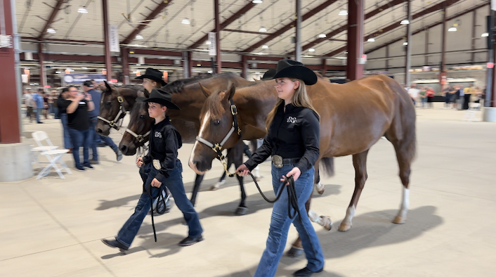 first set of horses brought into facility.png