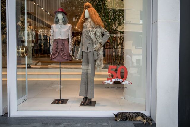 Photos: This place is known as 'The City of Cats'