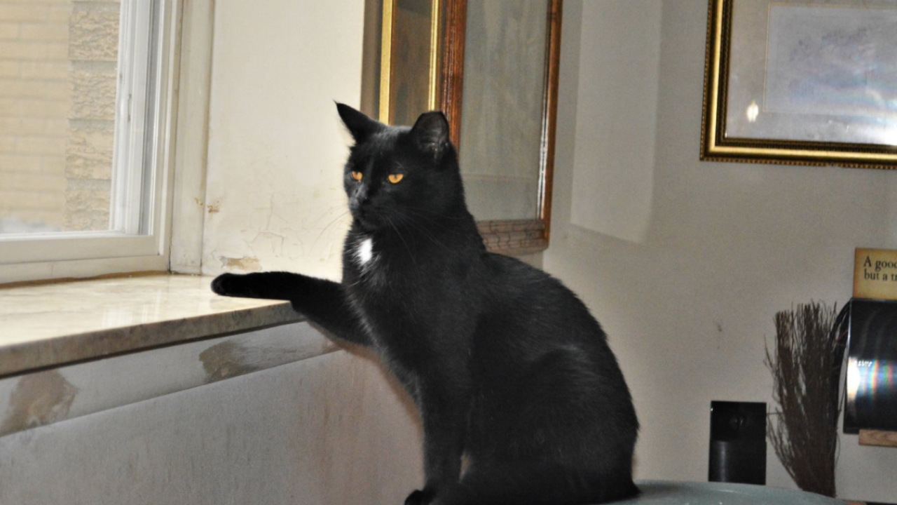 Photos The Cat Content You Didn T Know You Needed This National Black Cat Day It's national black cat day! national black cat day